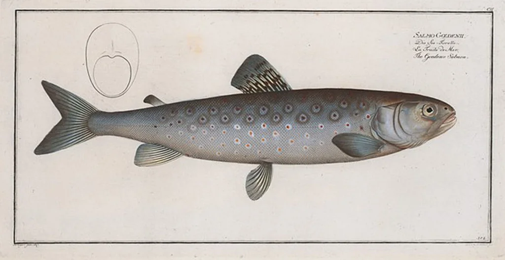 An illustration from Allgemeine Naturgeschichte der Fische. French = Ichtylogie, ou Histoire naturelle : generale et particuliere des poissons, 1785, leaf 108