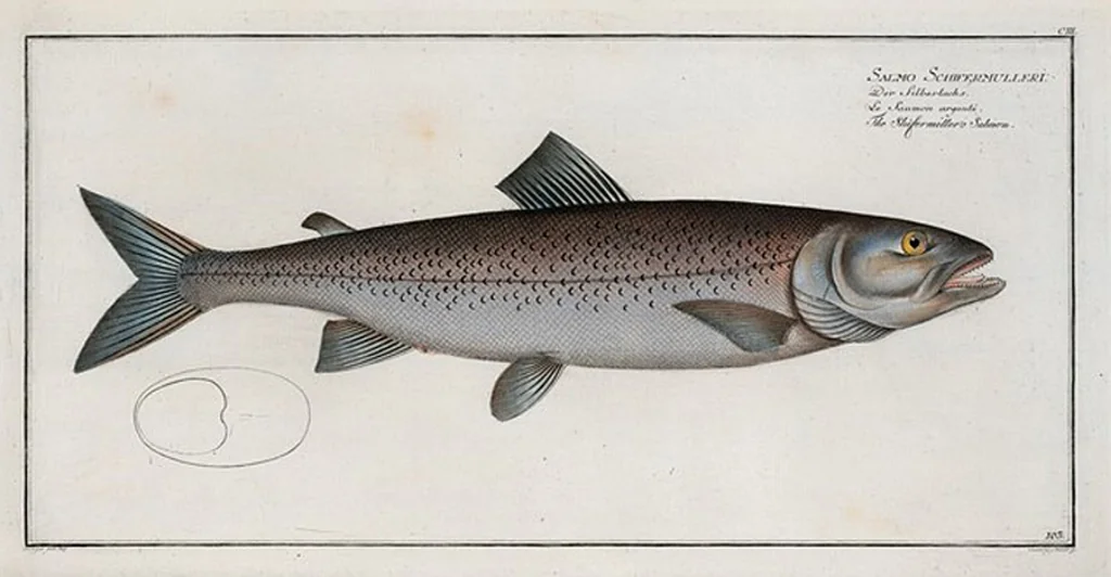 An illustration from Allgemeine Naturgeschichte der Fische. French = Ichtylogie, ou Histoire naturelle : generale et particuliere des poissons, 1785, leaf 109