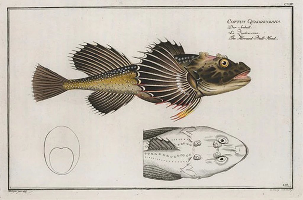 An illustration from Allgemeine Naturgeschichte der Fische. French = Ichtylogie, ou Histoire naturelle : generale et particuliere des poissons, 1785, leaf 113