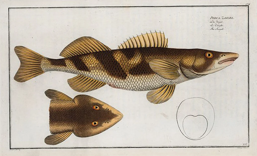 An illustration from Allgemeine Naturgeschichte der Fische. French = Ichtylogie, ou Histoire naturelle : generale et particuliere des poissons, 1785, leaf 114