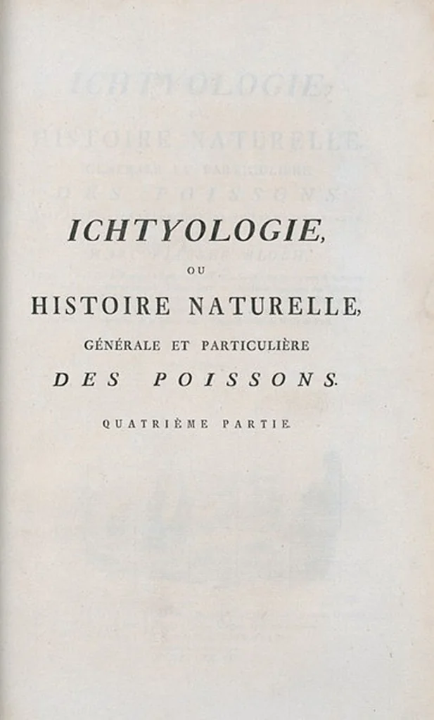 An illustration from Allgemeine Naturgeschichte der Fische. French = Ichtylogie, ou Histoire naturelle : generale et particuliere des poissons, 1785, leaf 115