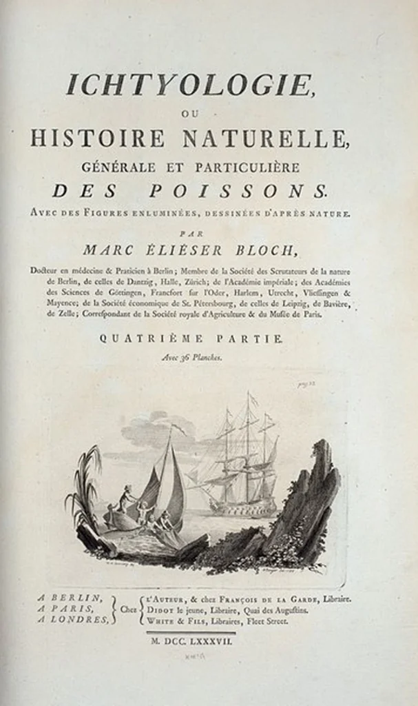 An illustration from Allgemeine Naturgeschichte der Fische. French = Ichtylogie, ou Histoire naturelle : generale et particuliere des poissons, 1785, leaf 116