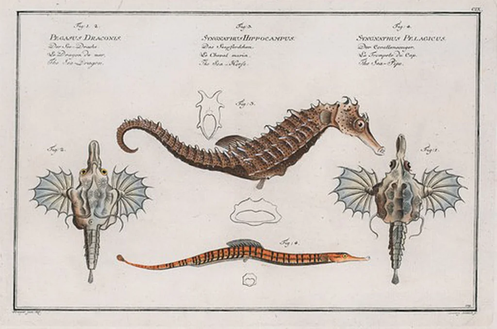 An illustration from Allgemeine Naturgeschichte der Fische. French = Ichtylogie, ou Histoire naturelle : generale et particuliere des poissons, 1785, leaf 117