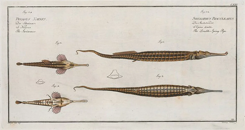 An illustration from Allgemeine Naturgeschichte der Fische. French = Ichtylogie, ou Histoire naturelle : generale et particuliere des poissons, 1785, leaf 118