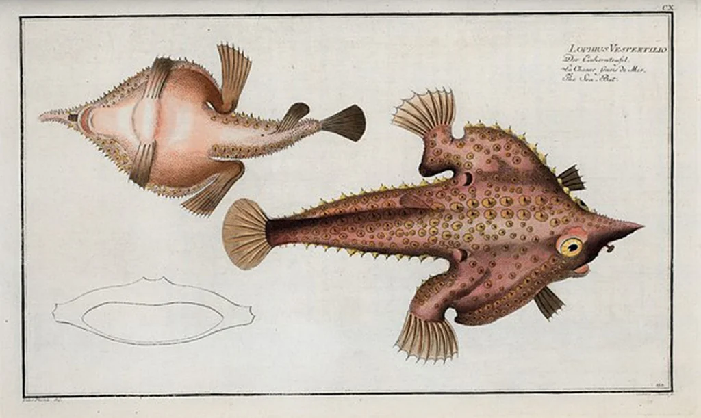 An illustration from Allgemeine Naturgeschichte der Fische. French = Ichtylogie, ou Histoire naturelle : generale et particuliere des poissons, 1785, leaf 119