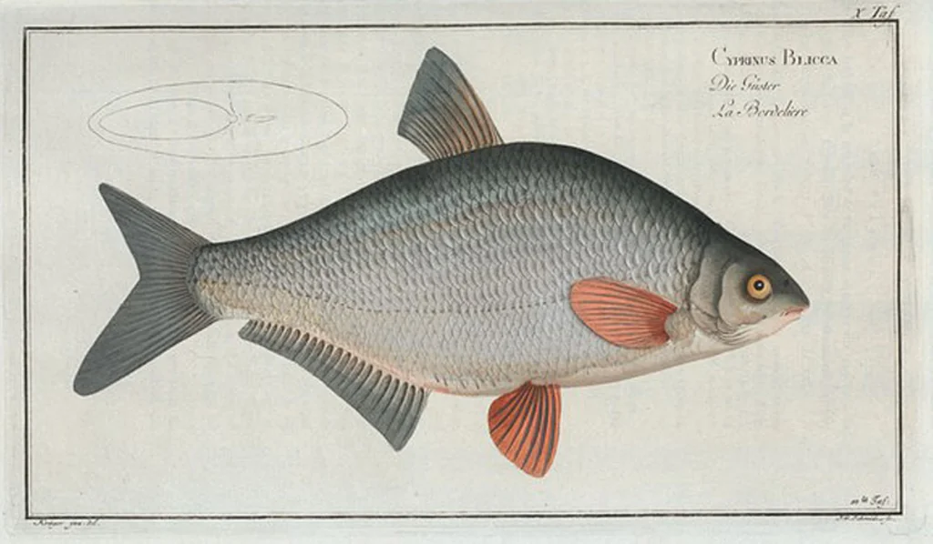 An illustration from Allgemeine Naturgeschichte der Fische. French = Ichtylogie, ou Histoire naturelle : generale et particuliere des poissons, 1785, leaf 12