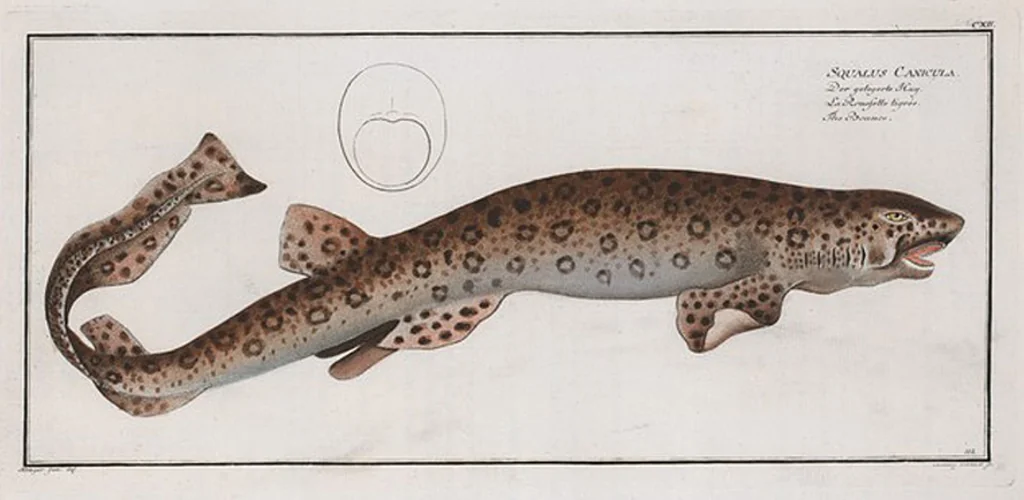 An illustration from Allgemeine Naturgeschichte der Fische. French = Ichtylogie, ou Histoire naturelle : generale et particuliere des poissons, 1785, leaf 121