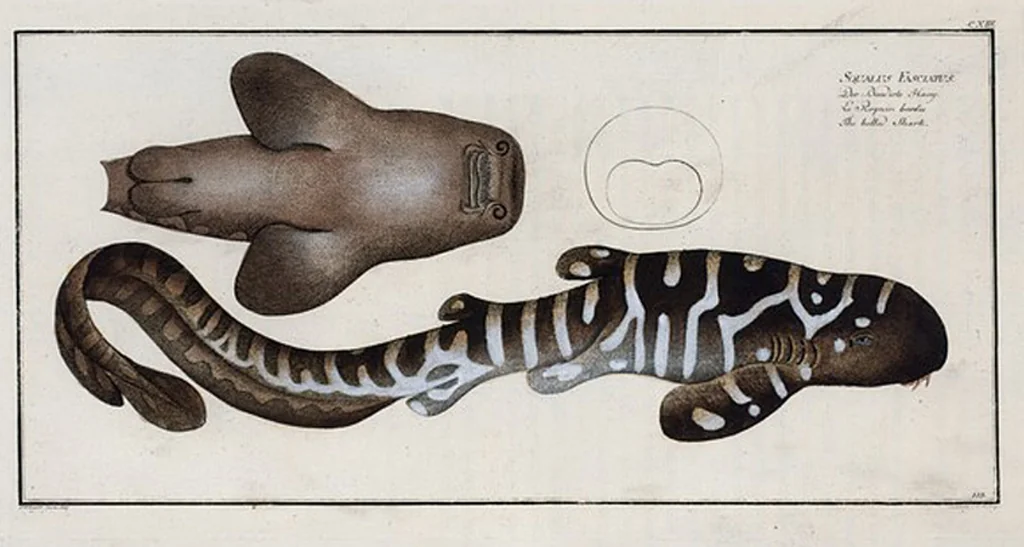 An illustration from Allgemeine Naturgeschichte der Fische. French = Ichtylogie, ou Histoire naturelle : generale et particuliere des poissons, 1785, leaf 122