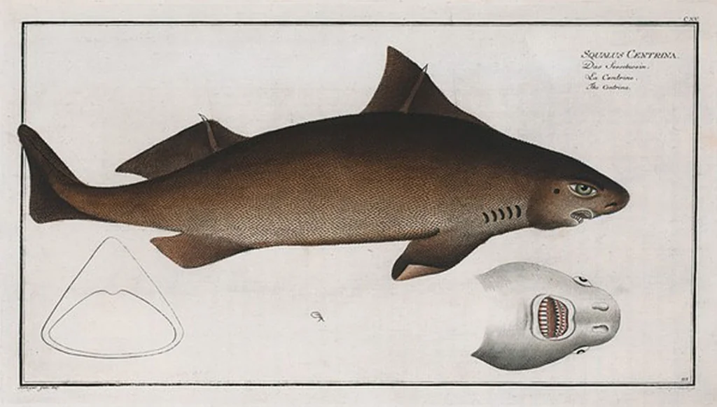 An illustration from Allgemeine Naturgeschichte der Fische. French = Ichtylogie, ou Histoire naturelle : generale et particuliere des poissons, 1785, leaf 124