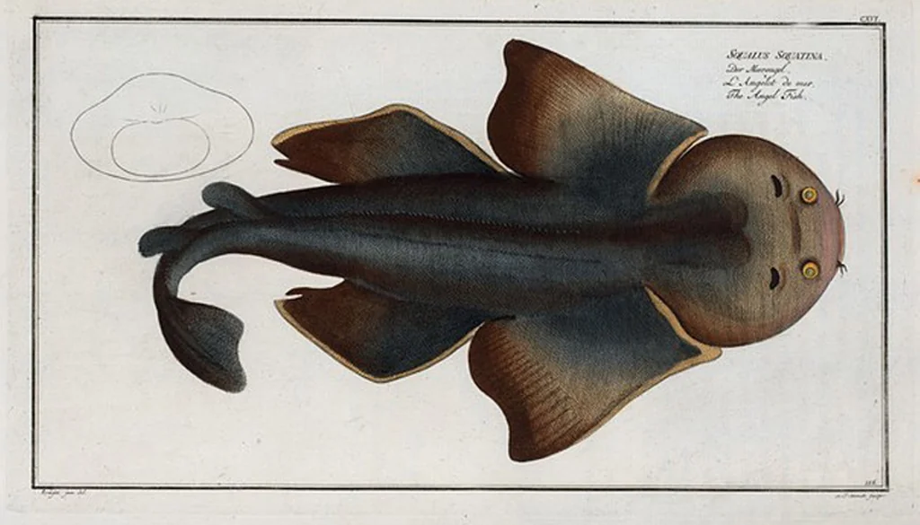 An illustration from Allgemeine Naturgeschichte der Fische. French = Ichtylogie, ou Histoire naturelle : generale et particuliere des poissons, 1785, leaf 125