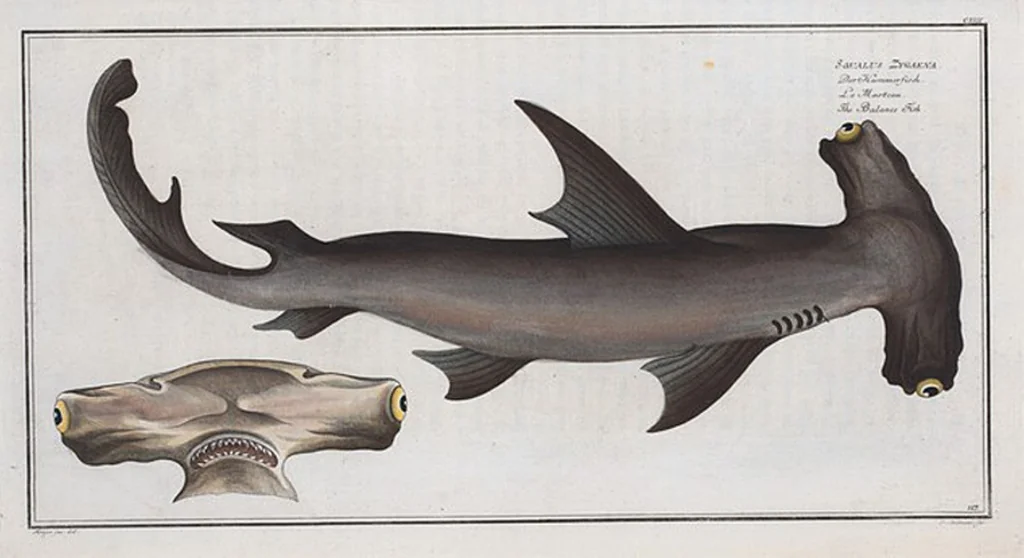An illustration from Allgemeine Naturgeschichte der Fische. French = Ichtylogie, ou Histoire naturelle : generale et particuliere des poissons, 1785, leaf 126