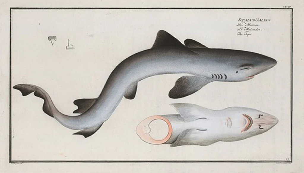 An illustration from Allgemeine Naturgeschichte der Fische. French = Ichtylogie, ou Histoire naturelle : generale et particuliere des poissons, 1785, leaf 127