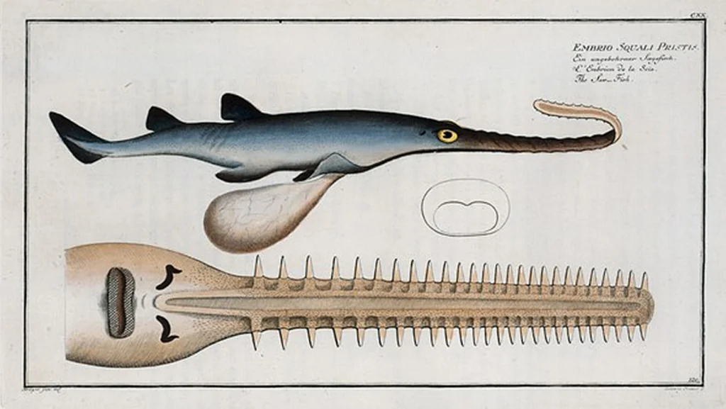 An illustration from Allgemeine Naturgeschichte der Fische. French = Ichtylogie, ou Histoire naturelle : generale et particuliere des poissons, 1785, leaf 129