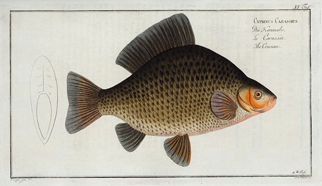 An illustration from Allgemeine Naturgeschichte der Fische. French = Ichtylogie, ou Histoire naturelle : generale et particuliere des poissons, 1785, leaf 13