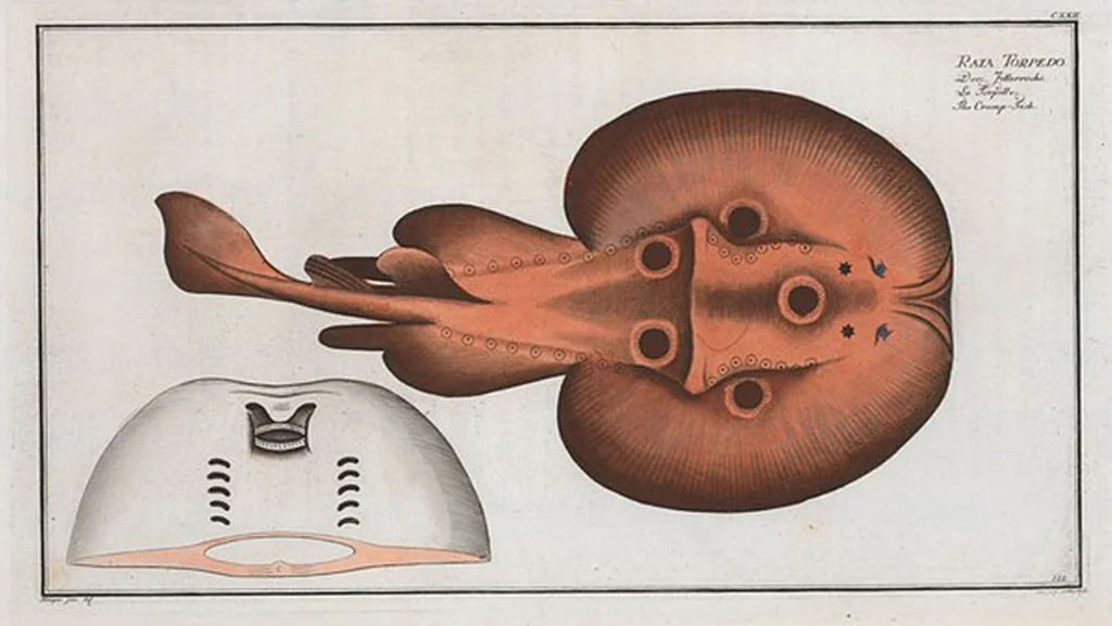 An illustration from Allgemeine Naturgeschichte der Fische. French = Ichtylogie, ou Histoire naturelle : generale et particuliere des poissons, 1785, leaf 130