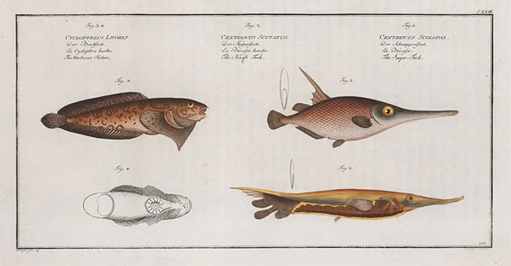An illustration from Allgemeine Naturgeschichte der Fische. French = Ichtylogie, ou Histoire naturelle : generale et particuliere des poissons, 1785, leaf 131