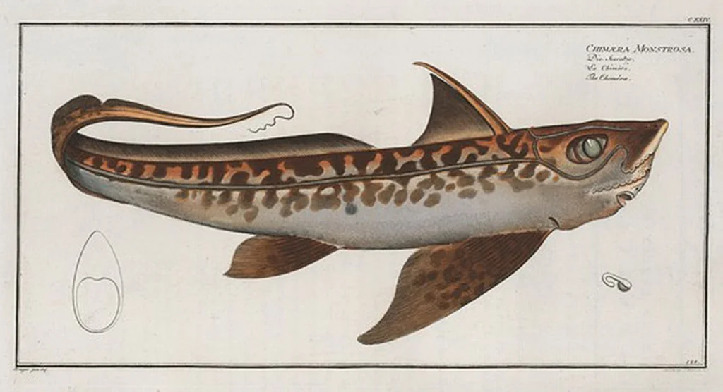 An illustration from Allgemeine Naturgeschichte der Fische. French = Ichtylogie, ou Histoire naturelle : generale et particuliere des poissons, 1785, leaf 132