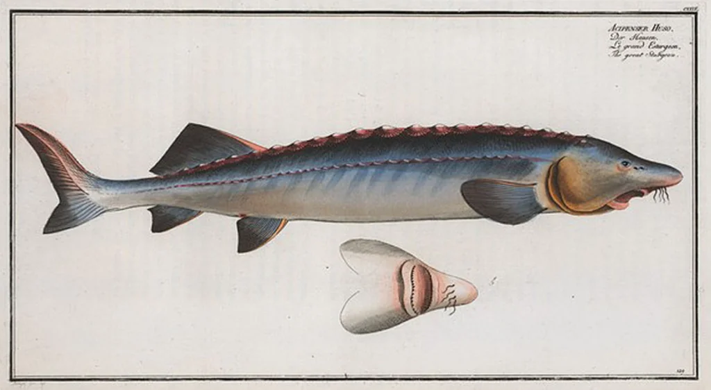 An illustration from Allgemeine Naturgeschichte der Fische. French = Ichtylogie, ou Histoire naturelle : generale et particuliere des poissons, 1785, leaf 137