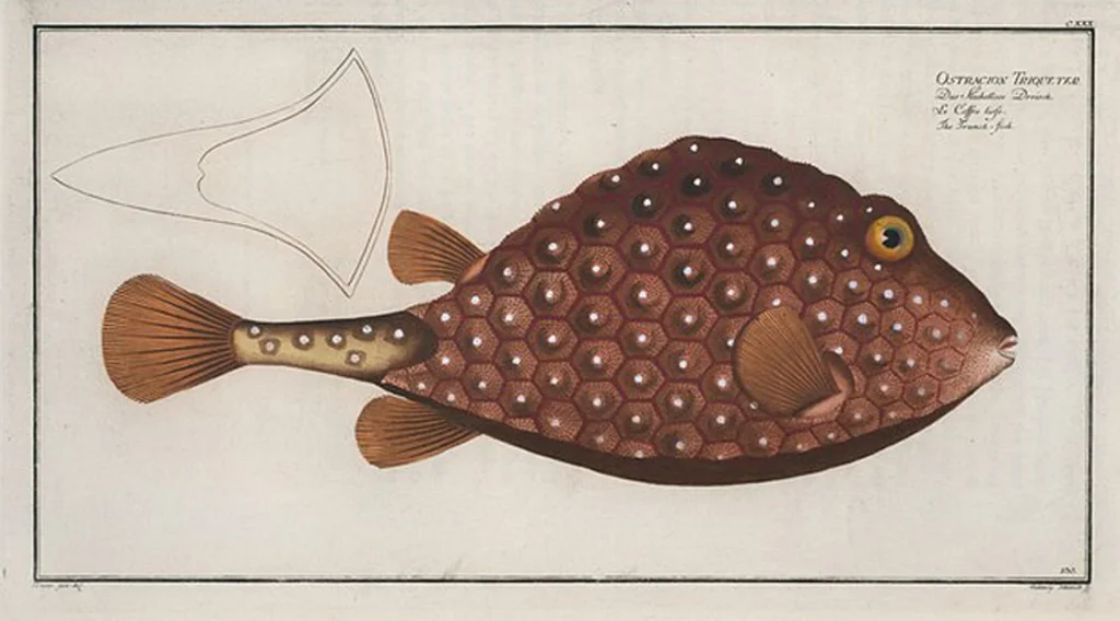 An illustration from Allgemeine Naturgeschichte der Fische. French = Ichtylogie, ou Histoire naturelle : generale et particuliere des poissons, 1785, leaf 138