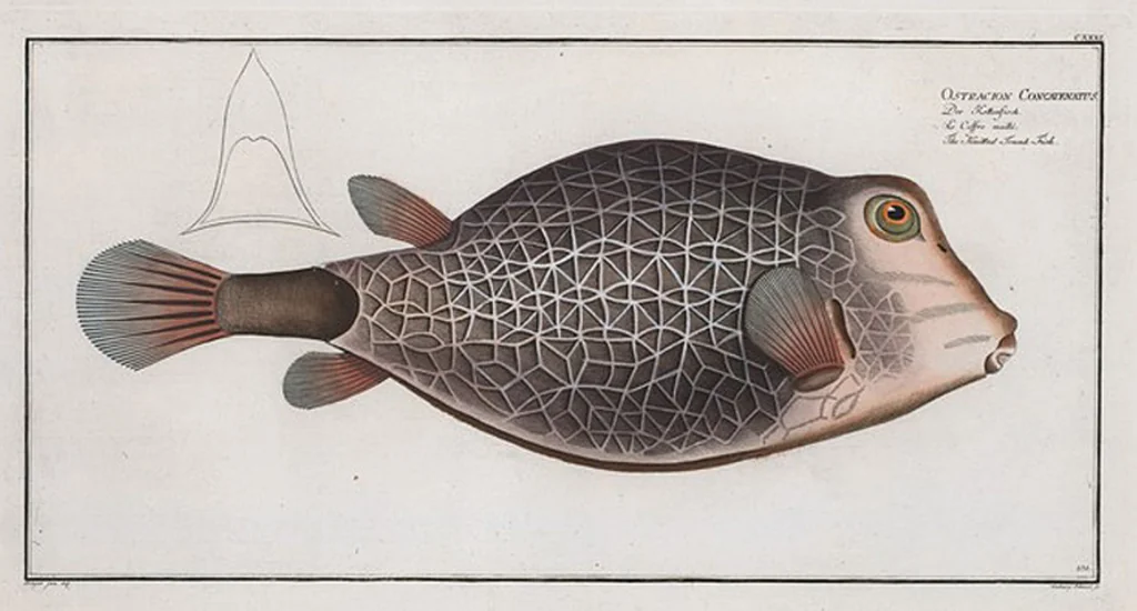 An illustration from Allgemeine Naturgeschichte der Fische. French = Ichtylogie, ou Histoire naturelle : generale et particuliere des poissons, 1785, leaf 139