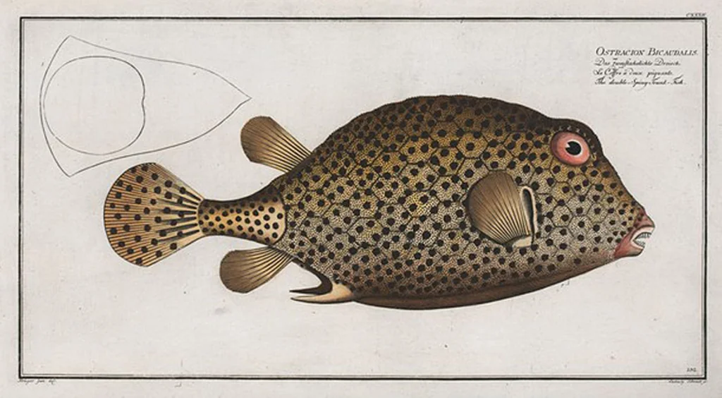 An illustration from Allgemeine Naturgeschichte der Fische. French = Ichtylogie, ou Histoire naturelle : generale et particuliere des poissons, 1785, leaf 140
