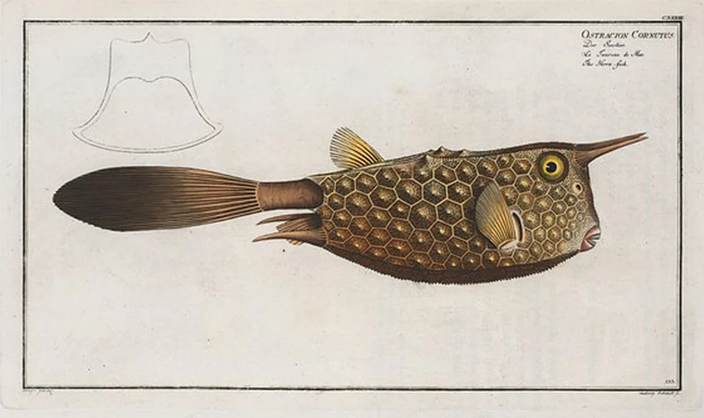 An illustration from Allgemeine Naturgeschichte der Fische. French = Ichtylogie, ou Histoire naturelle : generale et particuliere des poissons, 1785, leaf 141