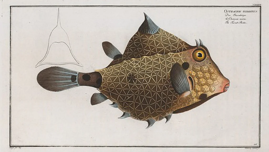An illustration from Allgemeine Naturgeschichte der Fische. French = Ichtylogie, ou Histoire naturelle : generale et particuliere des poissons, 1785, leaf 144
