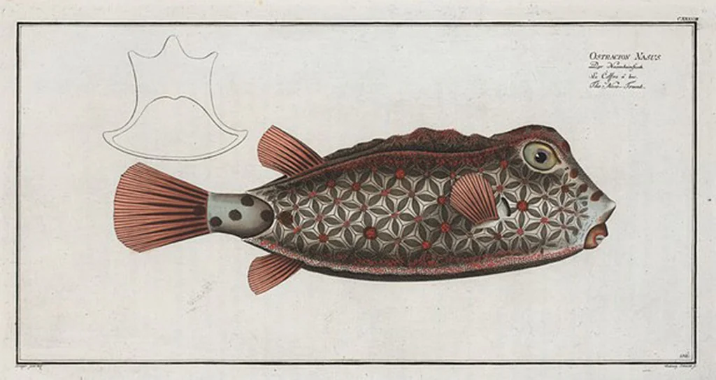 An illustration from Allgemeine Naturgeschichte der Fische. French = Ichtylogie, ou Histoire naturelle : generale et particuliere des poissons, 1785, leaf 146