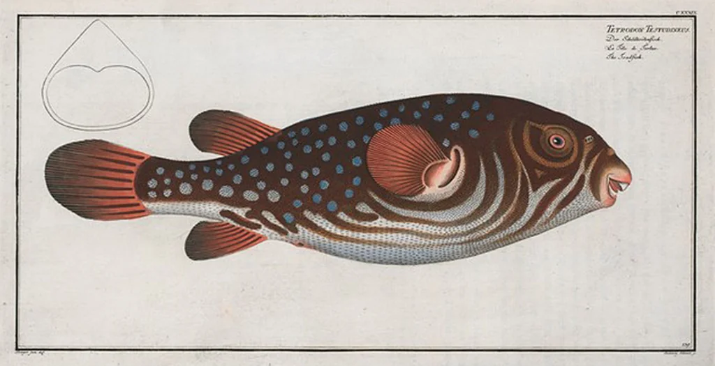 An illustration from Allgemeine Naturgeschichte der Fische. French = Ichtylogie, ou Histoire naturelle : generale et particuliere des poissons, 1785, leaf 147