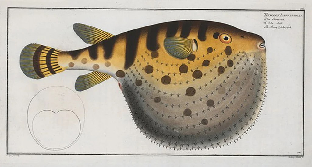 An illustration from Allgemeine Naturgeschichte der Fische. French = Ichtylogie, ou Histoire naturelle : generale et particuliere des poissons, 1785, leaf 148