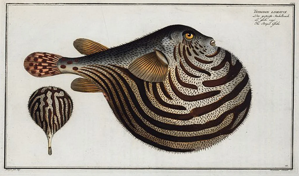 An illustration from Allgemeine Naturgeschichte der Fische. French = Ichtylogie, ou Histoire naturelle : generale et particuliere des poissons, 1785, leaf 149
