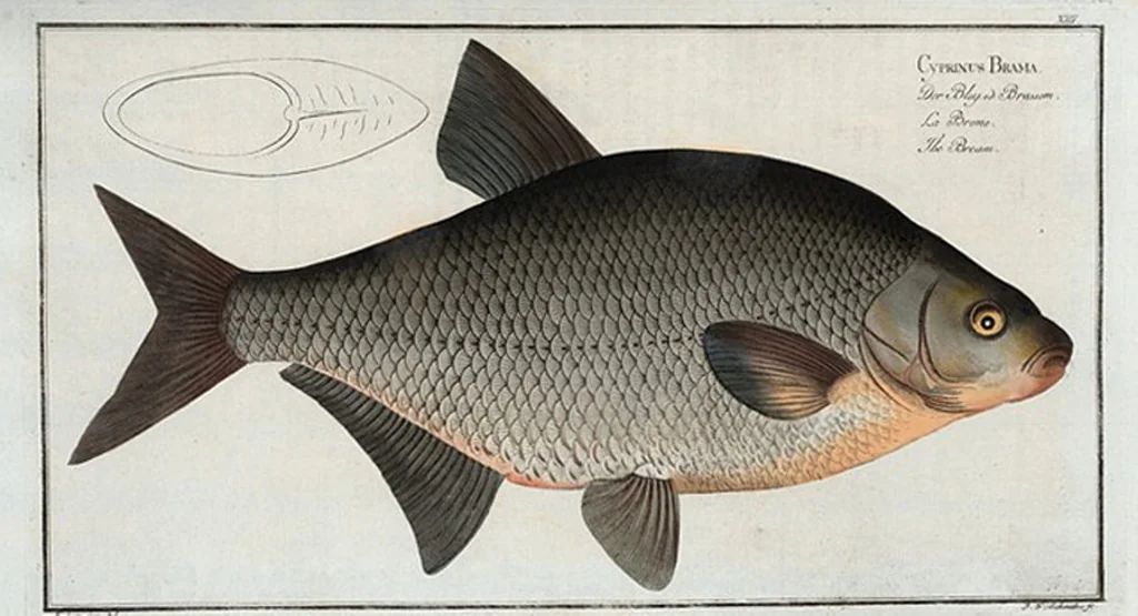 An illustration from Allgemeine Naturgeschichte der Fische. French = Ichtylogie, ou Histoire naturelle : generale et particuliere des poissons, 1785, leaf 15