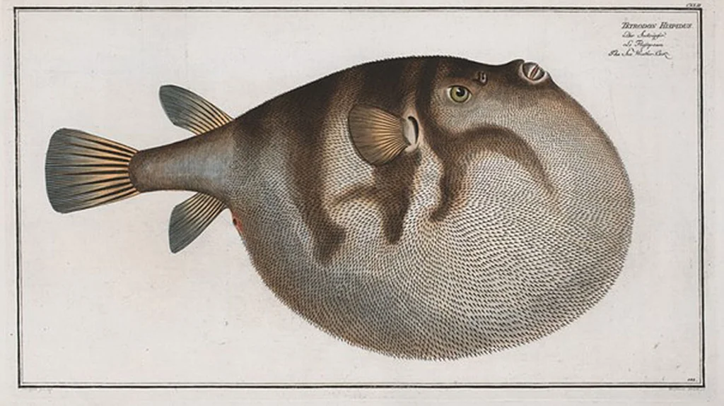 An illustration from Allgemeine Naturgeschichte der Fische. French = Ichtylogie, ou Histoire naturelle : generale et particuliere des poissons, 1785, leaf 150