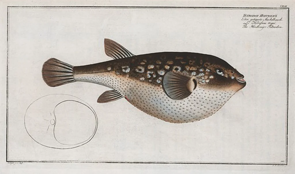 An illustration from Allgemeine Naturgeschichte der Fische. French = Ichtylogie, ou Histoire naturelle : generale et particuliere des poissons, 1785, leaf 151