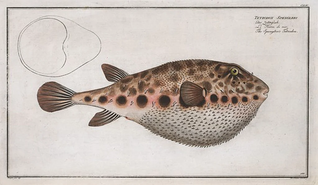 An illustration from Allgemeine Naturgeschichte der Fische. French = Ichtylogie, ou Histoire naturelle : generale et particuliere des poissons, 1785, leaf 152