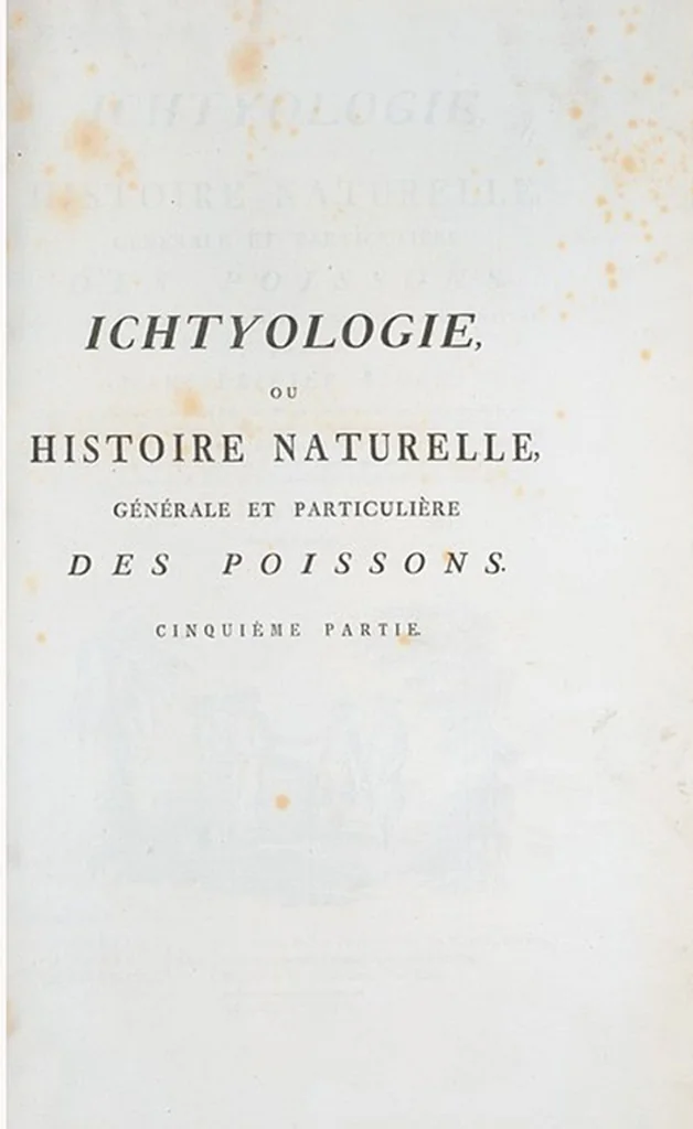 An illustration from Allgemeine Naturgeschichte der Fische. French = Ichtylogie, ou Histoire naturelle : generale et particuliere des poissons, 1785, leaf 153