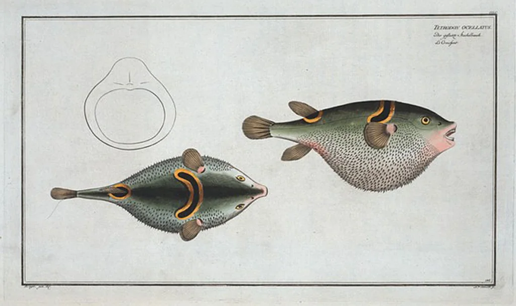 An illustration from Allgemeine Naturgeschichte der Fische. French = Ichtylogie, ou Histoire naturelle : generale et particuliere des poissons, 1785, leaf 155