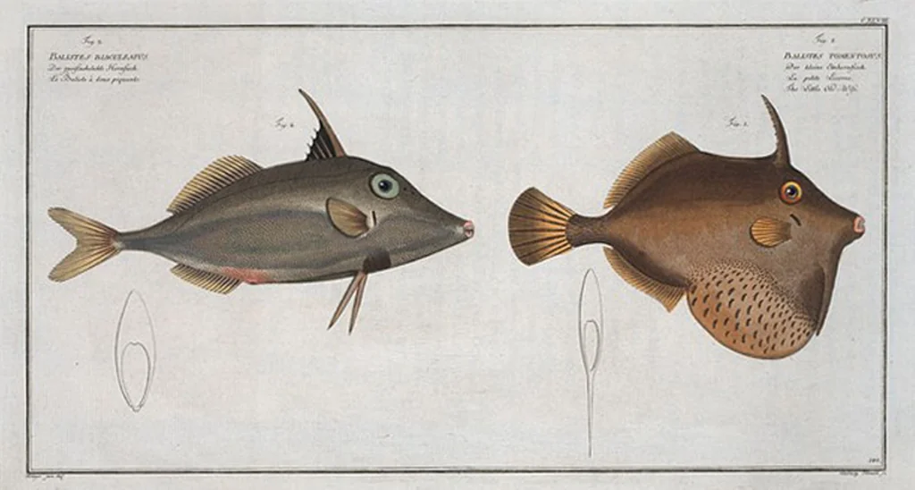 An illustration from Allgemeine Naturgeschichte der Fische. French = Ichtylogie, ou Histoire naturelle : generale et particuliere des poissons, 1785, leaf 158