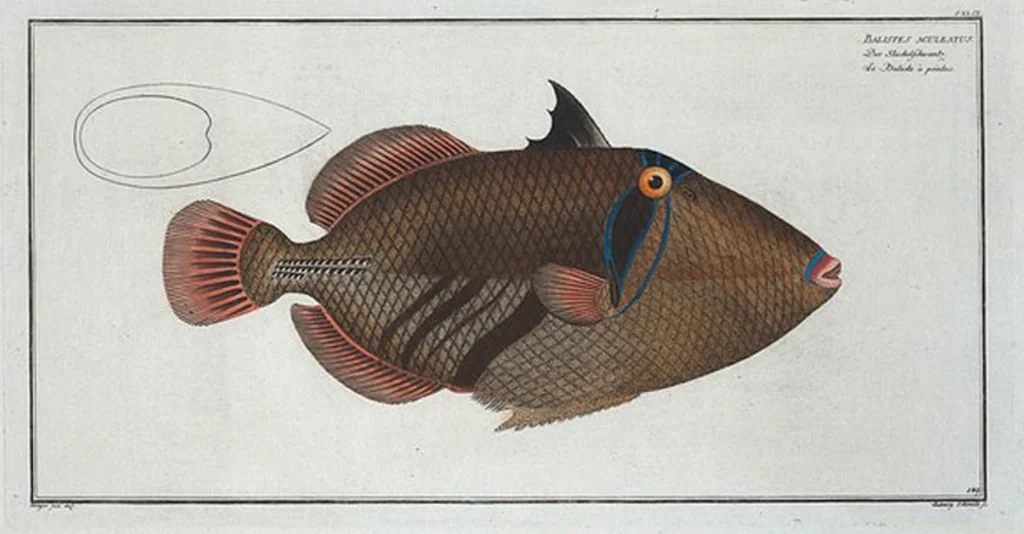 An illustration from Allgemeine Naturgeschichte der Fische. French = Ichtylogie, ou Histoire naturelle : generale et particuliere des poissons, 1785, leaf 159