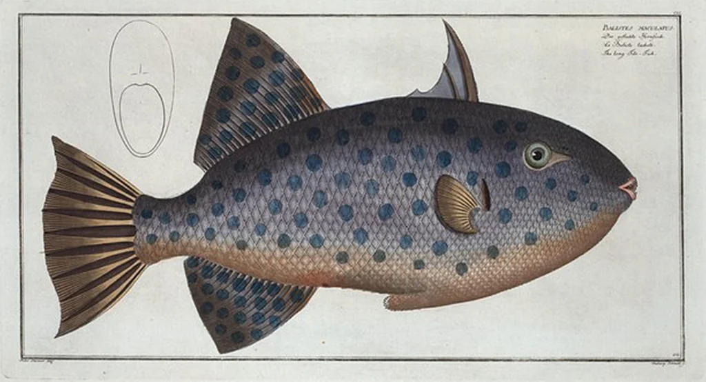 An illustration from Allgemeine Naturgeschichte der Fische. French = Ichtylogie, ou Histoire naturelle : generale et particuliere des poissons, 1785, leaf 161