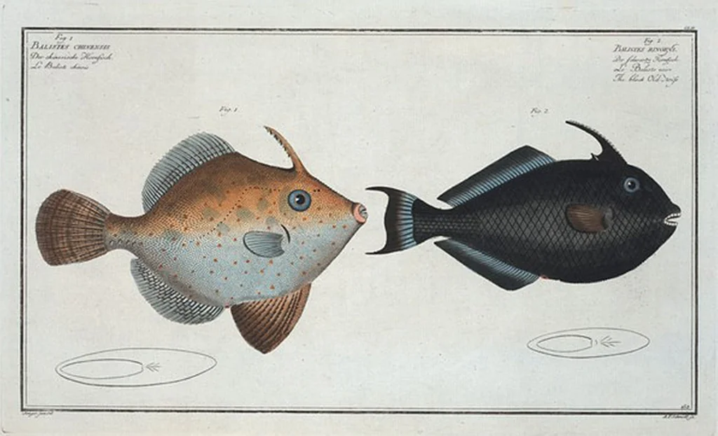 An illustration from Allgemeine Naturgeschichte der Fische. French = Ichtylogie, ou Histoire naturelle : generale et particuliere des poissons, 1785, leaf 162