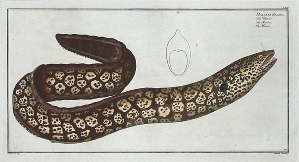 An illustration from Allgemeine Naturgeschichte der Fische. French = Ichtylogie, ou Histoire naturelle : generale et particuliere des poissons, 1785, leaf 163