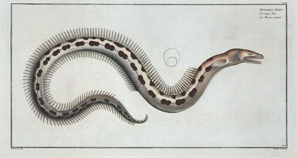An illustration from Allgemeine Naturgeschichte der Fische. French = Ichtylogie, ou Histoire naturelle : generale et particuliere des poissons, 1785, leaf 164