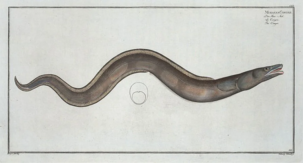An illustration from Allgemeine Naturgeschichte der Fische. French = Ichtylogie, ou Histoire naturelle : generale et particuliere des poissons, 1785, leaf 165