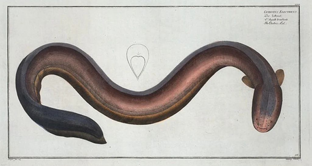 An illustration from Allgemeine Naturgeschichte der Fische. French = Ichtylogie, ou Histoire naturelle : generale et particuliere des poissons, 1785, leaf 166