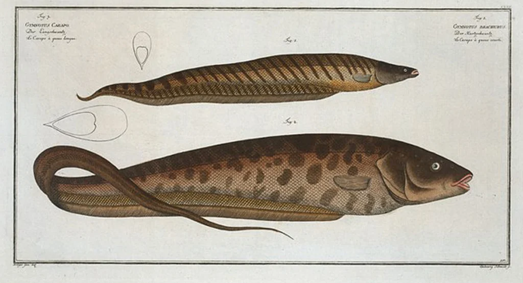 An illustration from Allgemeine Naturgeschichte der Fische. French = Ichtylogie, ou Histoire naturelle : generale et particuliere des poissons, 1785, leaf 167