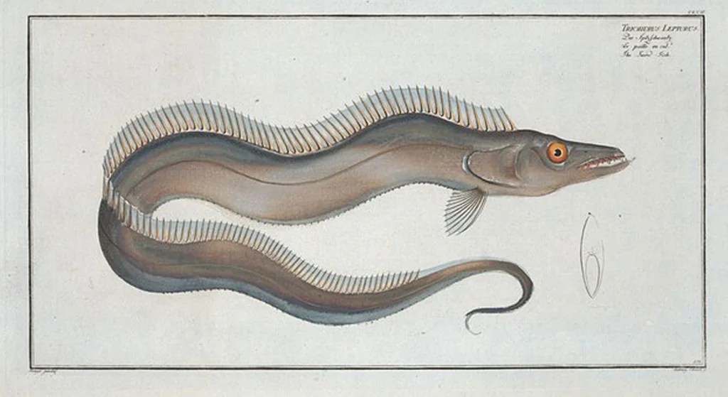 An illustration from Allgemeine Naturgeschichte der Fische. French = Ichtylogie, ou Histoire naturelle : generale et particuliere des poissons, 1785, leaf 168