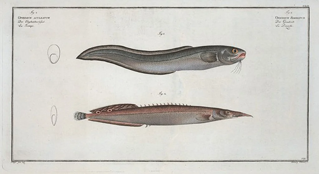 An illustration from Allgemeine Naturgeschichte der Fische. French = Ichtylogie, ou Histoire naturelle : generale et particuliere des poissons, 1785, leaf 169