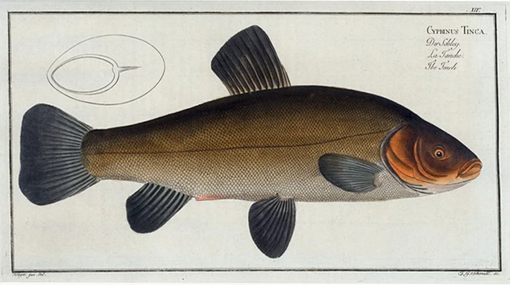 An illustration from Allgemeine Naturgeschichte der Fische. French = Ichtylogie, ou Histoire naturelle : generale et particuliere des poissons, 1785, leaf 17