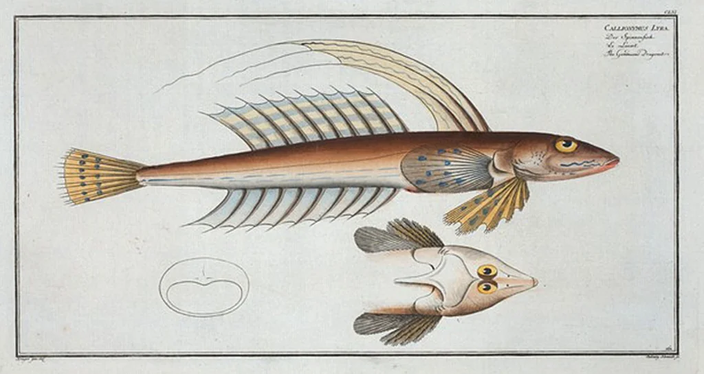 An illustration from Allgemeine Naturgeschichte der Fische. French = Ichtylogie, ou Histoire naturelle : generale et particuliere des poissons, 1785, leaf 171
